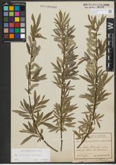 Foto von Salix purpurea L. x Salix viminalis L.